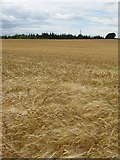 NT5666 : Barley at Newlands by M J Richardson
