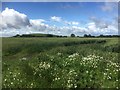 Wheat field, Dalbeath