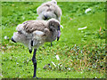 SD4214 : Greater Flamingo Juvenile by David Dixon