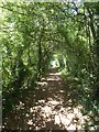 Footpath between hedges, Ludwell Valley Park, Exeter