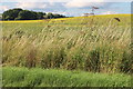TL0869 : Field by Bustard Hill, Tillbrook by David Howard