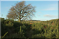 Tree above Trenchford Stream valley