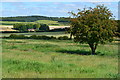 Tree in field with view toward Chase Barn