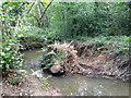 Tree bole in Stanford Brook