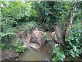 Tree bole in Stanford Brook