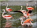 SD4314 : Chilean Flamingos at Martin Mere by David Dixon