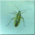 NT2469 : A bug - Stenotus binotatus by M J Richardson