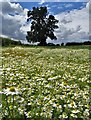 Oxeye daisies near Sheepbridge