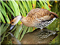SD4314 : West Indian Whistling Duck by David Dixon