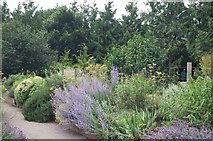 TL4557 : Cambridge University Botanic Garden : Scented Garden by Jim Osley