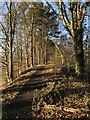 Old Waggonway, Shincliffe