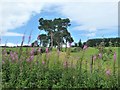 Scots Pines at Keillour