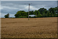 Portskewett : Crop Field