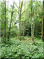 Birch trees in Wither Wood, Denby Dale