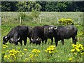 TL5472 : Buffalo in field by Matthew Chadwick
