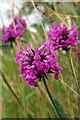 NZ1366 : Betony (Stachys officinalis), Heddon on the Wall by Andrew Curtis