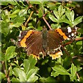 Red Admiral butterfly, Forest Road, Oxton