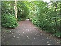 Path through Craigton Wood