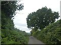 Road lined with bracken west of Chericombehead