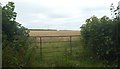 Gate into a cereal field near Higher Bowden