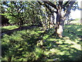 Llwybr ger Cefn Garth / Path near Cefn Garth