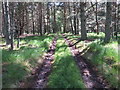 NJ4600 : Woodland track leading to Mullochdhu by Peter Wood
