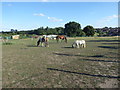 Horses and a pony in a field