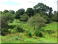 Field, Lysdon Farm