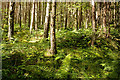 Vegetated green forest floor, Bellton Wood