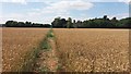 Path nearing Cotmore House