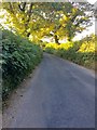 Narrow lane to Dipford