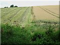 Informal footpath along a crop boundary