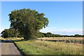 Field by Gooseacre Lane, Thorpe Row