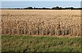 Field by Gooseacre Lane, Thorpe Row