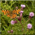 SK6354 : Comma butterfly (Polygonia c-album) on Field (aka Creeping) Thistle (Cirsium arvens) by Alan Murray-Rust