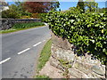 Wall corner and ivy, East Curthwaite