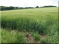 TA0371 : Ripening barley on Paddock Hill by Christine Johnstone