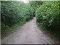 Path through Woodland