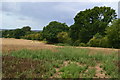 View across field north of Morgan