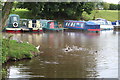 Cygnets at entrance to canal marina