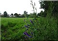 Field Flowers