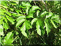 NT2159 : Wild Angelica - Angelica sylvestris by M J Richardson