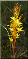 Bog Asphodel (Narthecium ossifragum)