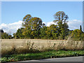 Trees by track to Down Westwick, Bradwell