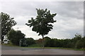 Tree at the entrance to Hockley Park