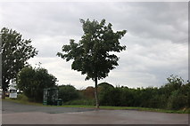 TQ8394 : Tree at the entrance to Hockley Park by David Howard