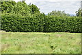 Footpath through hedge