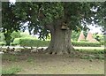 Sheep in the shade of a large holm  oak tree, Malmains, Pluckley