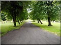 Tree-lined avenue, Sighthill Cemetery