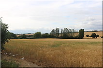 TQ6790 : Field by the A127, Laindon by David Howard
